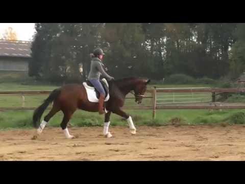 Stute von Latin King