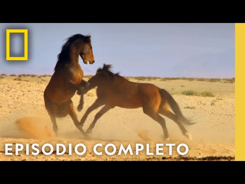 Batalla Mortal: Animales en Combate | Noche De Pelea Animal | Nat Geo en Español