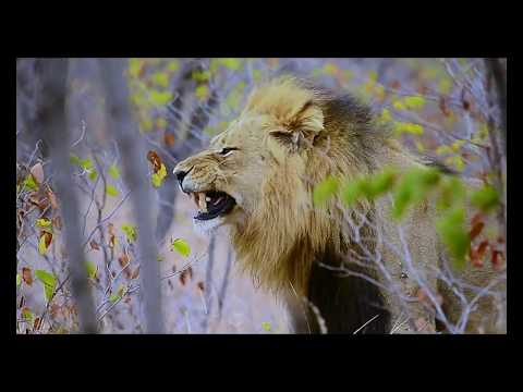 Best Lion Sightings with Private Kruger Safaris seen in Kruger Park, South Africa