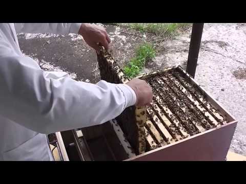 Eliberam matci tinere in familii de albine - Bio Stupul folosit la inmultire - Apicultura incepatori