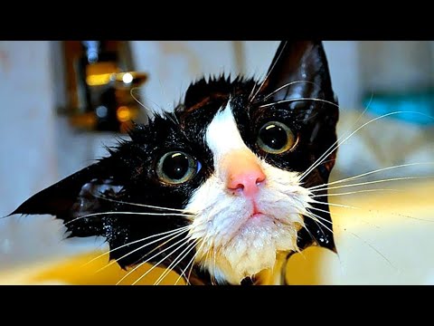 Faze comice 😄 Dorel 😄 pisici amuzante 😄 citeste descrierea