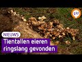 Tientallen eieren van ringslang gevonden in Achterhoek