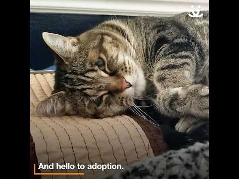 Cat born without eyelids gets life transforming care