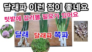 달래파 이런 점이 좋네요 -텃밭 한 켠에 심어볼 필요가 있어요. 강추합니다.(달래파, 달래, 쪽파 비교, 달…