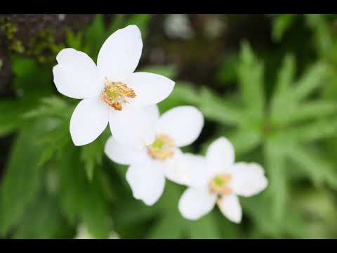 白骨温泉小梨の湯笹屋