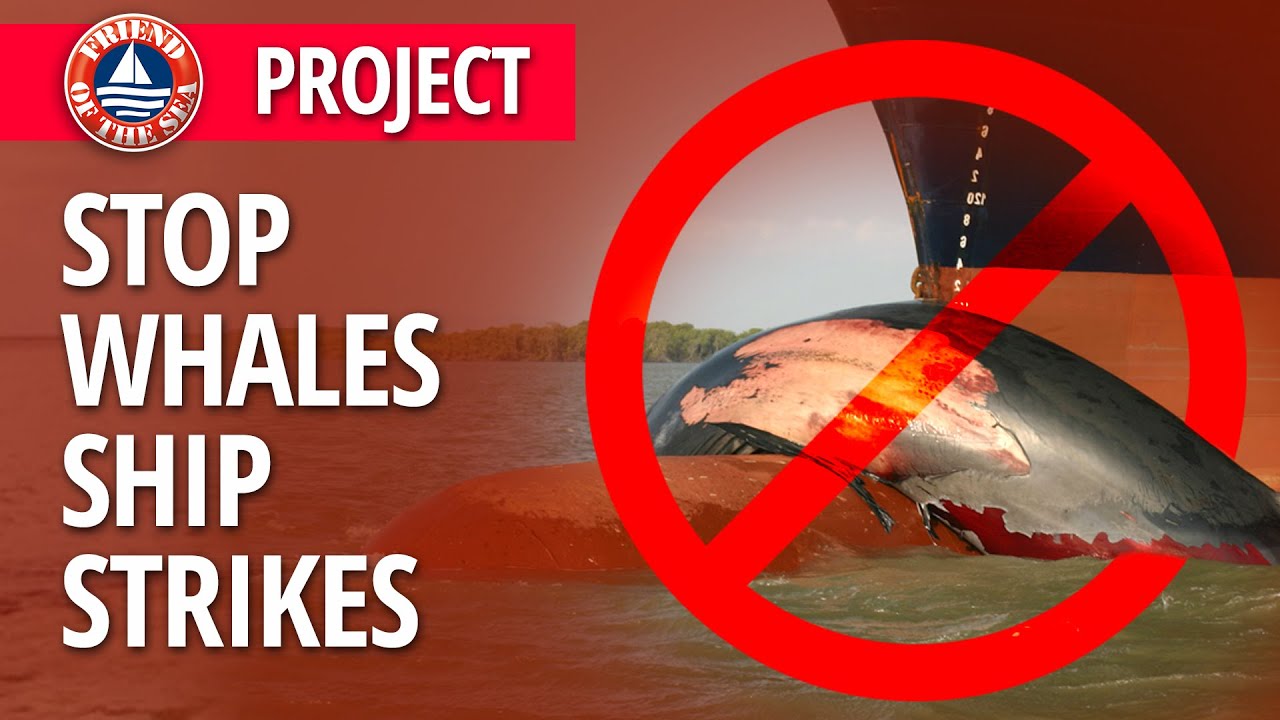 Reducing Ship Strikes on Whales | Conservation Project - Friend of the Sea