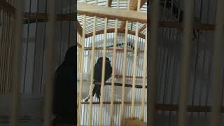 Download lagu suara asli burung srigunting hitam#shortsyoutube#shortsvideo mp3