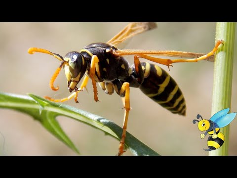 During A Wasp Sting - What Really Happens (4 Minutes)
