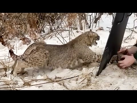 The brave girl rescues the lynx from the hunter's trap and an unexpected gift arrives
