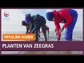 REPO: Coronavirus zit planten van zeegras in de weg op het Wad