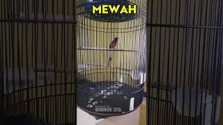 Download lagu kretekan Pedas Murai Batu JAWARA AUTO Bikin Emosi Lawan #kicaumanianusantara #burung#muraibatu mp3