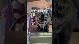 実家猫、水道水で謎遊び #サビ猫