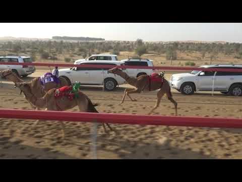 03-03-2018 AL KHAZNA CAMEL RACE LAP=9