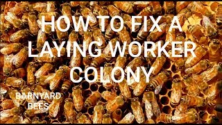 Laying Worker? Here&#39;s The Fix Don&#39;t Miss This