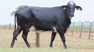 LOTE 49 - REUNIDAS HD CRUZILHA 18992 FIV BYWAY (0673-BZ)