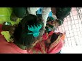 Beautiful Mundan Breastfeeding