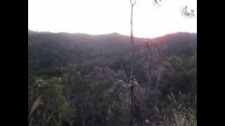 Kagu calling at sunrise in Parc des Grandes Fougères in New Caledonia