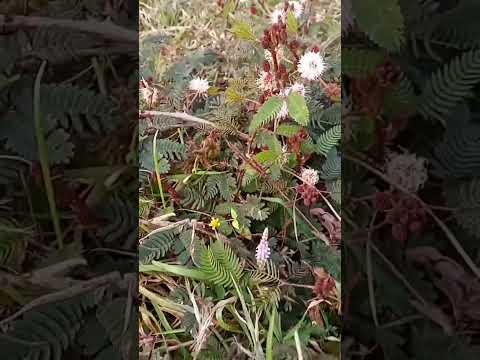 Ilu Ilu # Saudagar# Kavita Krishnamurthy#udit_Narayan#Sukhwinder Singh#90shitt#yrf #youtube short.