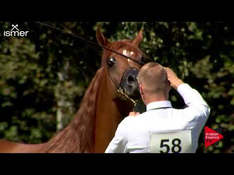 N.58 BS KARANJI - Strohen 2018 C European