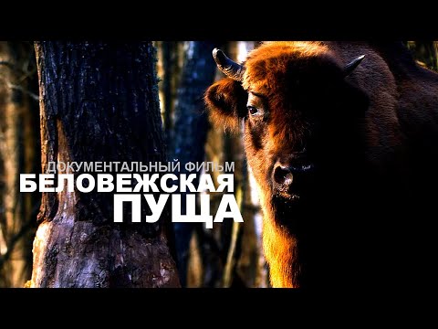 БЕЛОВЕЖСКАЯ ПУЩА | Документальный фильм | FullHD