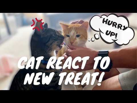 Cats try Inaba Churu Ciao Treat! (2020)