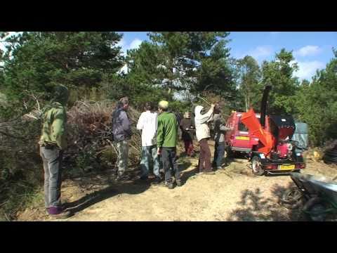 comment traiter du bois d'eucalyptus