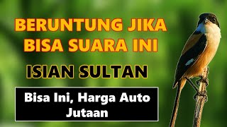 Download lagu Bisa Tirukan Ini, Pasti Juara ❗ Masteran Cendet Lepas Trotol | Suara Burung Cendet Gacor mp3 Download lagu Bisa Tirukan Ini, Pasti Juara ❗ Masteran Cendet Lepas Trotol | Suara Burung Cendet Gacor mp3
