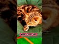 Cat Kisses The Mouse Love Viral Youtube Trendingshorts Friendship Catlover Catvideos2024