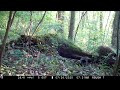 Mama Porcupine and Porcupette(Baby Porcupine) Stroll past the Camera! 7/2020