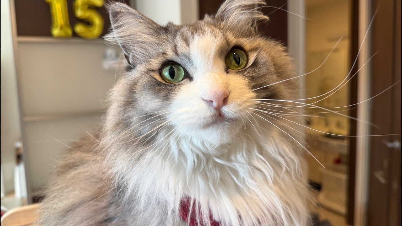 ニャン吉ファミリーのパトロールLive 2026.1.31