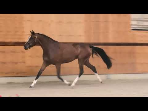 Amyta video 2