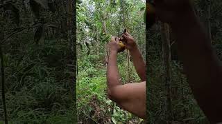 Download lagu #hobby #burungkutilangemas #kutilang #kutilangpikatsupergacor #kutilangpikat #hobbimikat mp3 Download lagu #hobby #burungkutilangemas #kutilang #kutilangpikatsupergacor #kutilangpikat #hobbimikat mp3