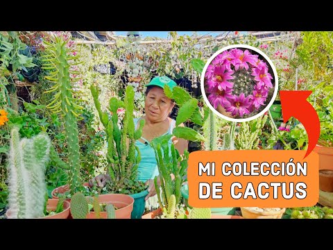 , title : 'MI  COLECCION DE CACTUS / Mis cactus Gigantes  y raros Nombres y Variedades / CACTUS RAROS'