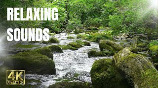 【サウンドヒーリング】4K 川の音・鳥のさえずり／リラックス効果