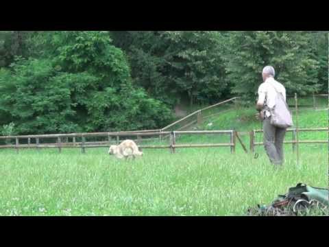 WORKSHOP ZAMBANA TRAILER .mov