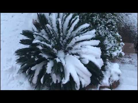 Recull d'imatges de la nevada 2021