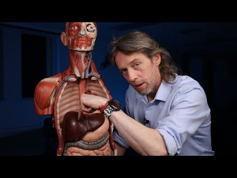 Portosystemic anastomoses