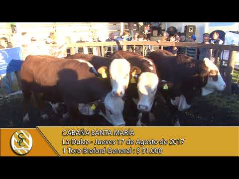 17-08-17 Venta de Toros Braford y P. Hereford - Cabaña Santa María - La Dulce.