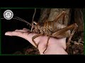 Weta Nature S Toughest Insects You Ve Never Heard Of