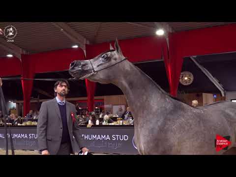 N.65 TACJANA - Lier 2018 - 2 Years Old Fillies (Class 3B)