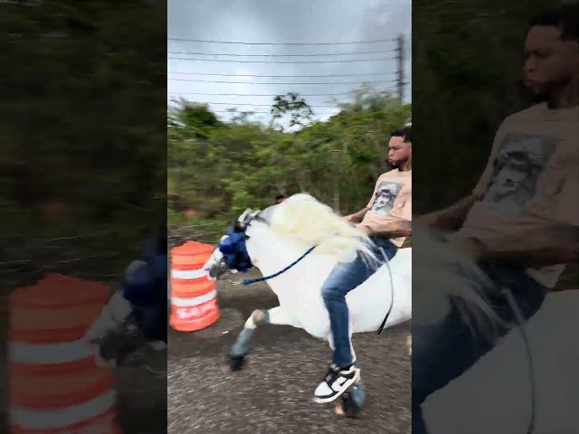 Vídeo relacionado con Látigo de Equitación,Látigo Ecuestre con Mango Suave,Látigo Ecuestre Herramienta,Latigo Cuerode Cuero Artificial Suave,Látigo Entrenamiento Montar Caballo,para Diario Deportes Ecuestres Al Aire Libre