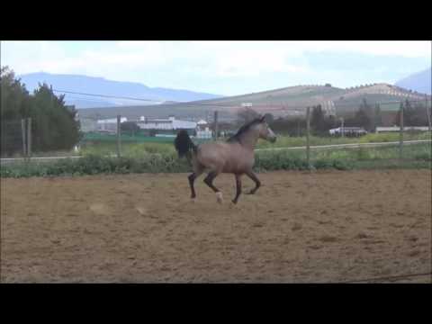 Verkaufspferd "Bolero", www.spanischespferd.de