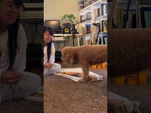 How to teach your dog to wipe their paws or DIG