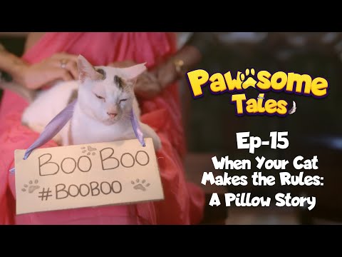 Cats: The 4 AM alarm you didn’t ask for