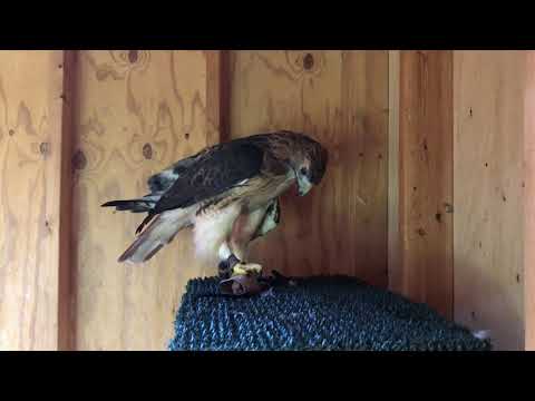 American Kestrel and Red-tailed Hawk Feeding Time