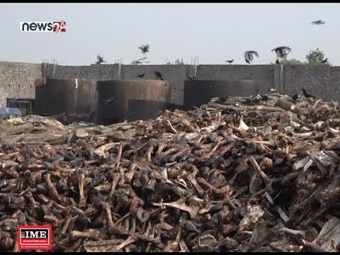 नियामक निकायले यी हड्डी कारखानालाई ब्यबस्थित गराउन सकेको छैन - MAIN NEWS