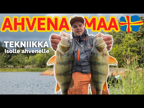 How to catch a big perch