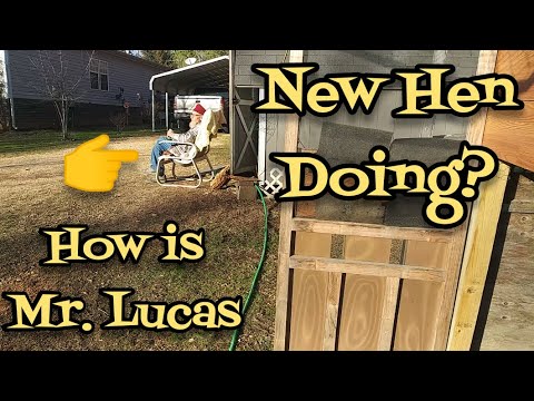 How is Mr. Lucas New Hen Doing? - Ann's Tiny Life