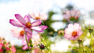 10 Hours of Relaxing Music - Sleep Music, Guitar &amp; Piano Music for Stress Relief (Barbara)