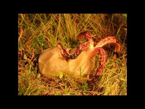 Devils Fingers or Octopus Fungus Clathrus archeri emergence timelapse